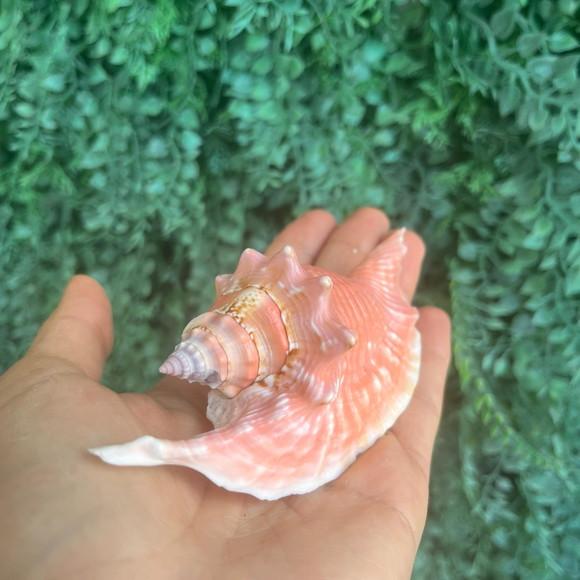 Concha do Mar Galus Cod 09