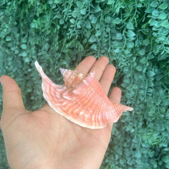 Concha do Mar Galus Cod 09