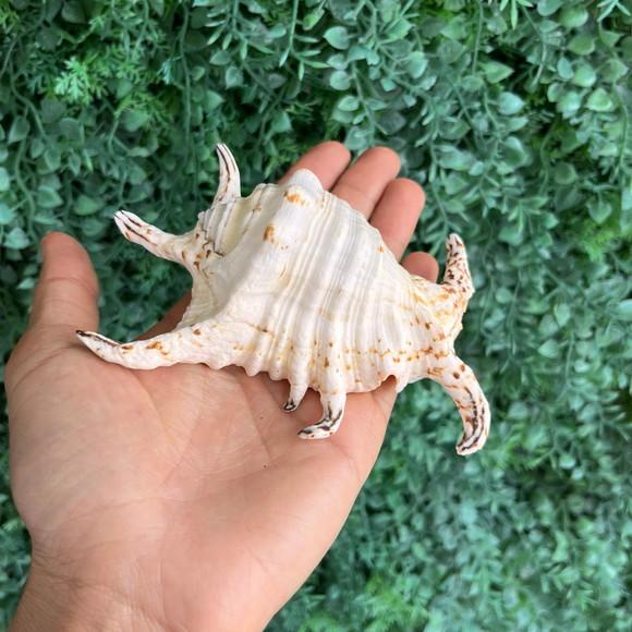 Concha do Mar Lambis 02