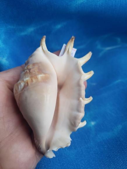 Concha do mar lambis 21