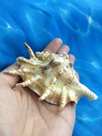 Concha do mar lambis 22