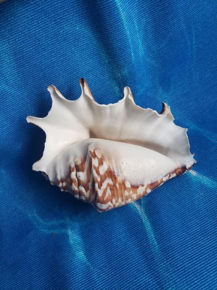 Concha do mar lambis 12