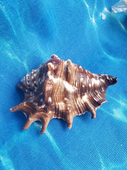 Concha do mar lambis 12