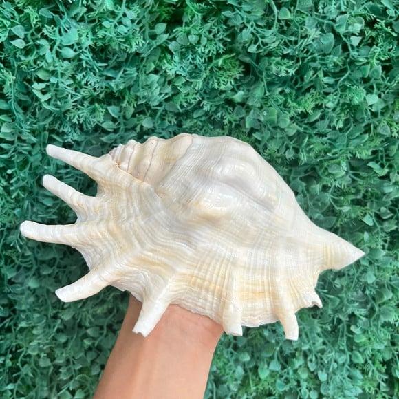 Concha do Mar Lambis G Cod 03
