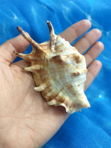 Concha do mar lambis 23