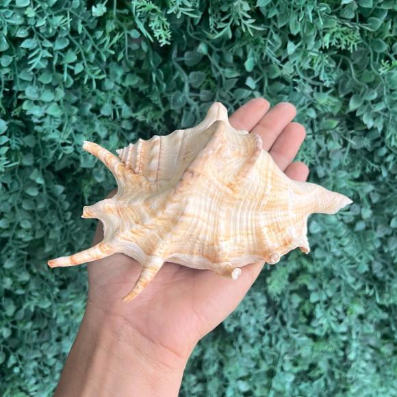 Concha do Mar Lambis 31