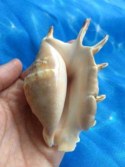 Concha do mar lambis 23