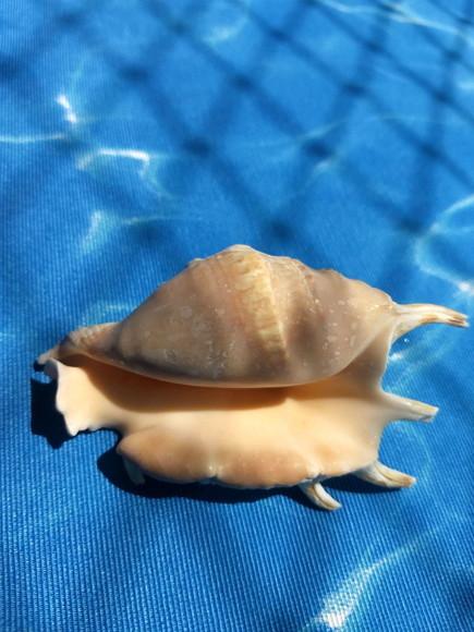 Concha do mar lambis 27
