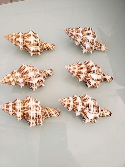 Concha do Mar latirus