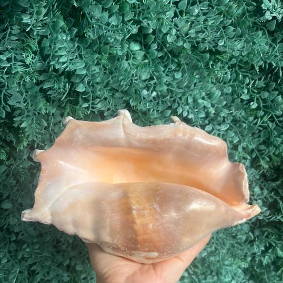 Concha do Mar Lambis G Cod 2