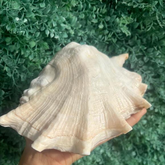 Concha do Mar Lambis G Cod 2