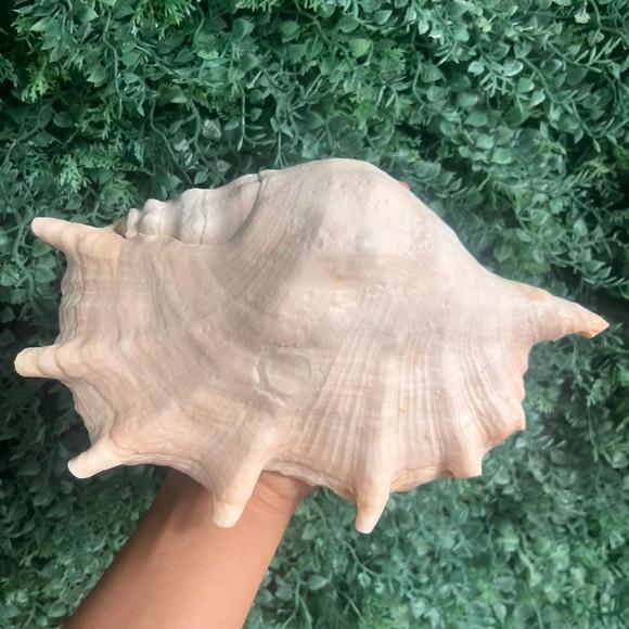 Concha do Mar Lambis G Cod 2