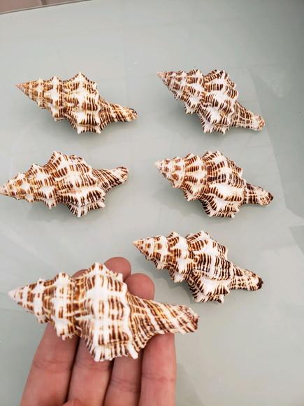 Concha do Mar latirus