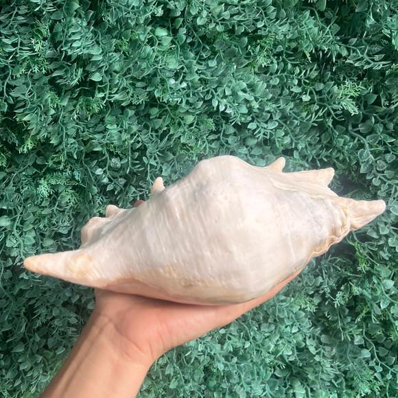 Concha do Mar Lambis G Cod 2
