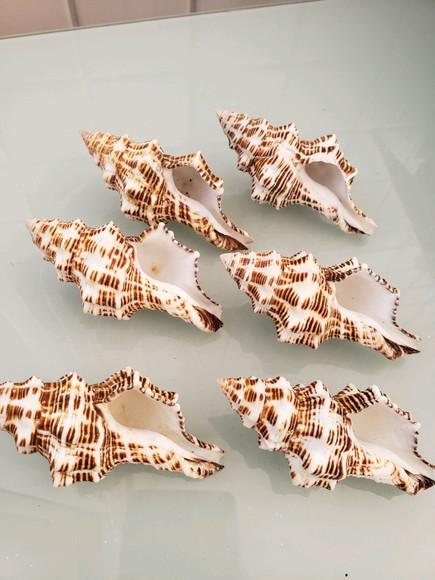 Concha do Mar latirus