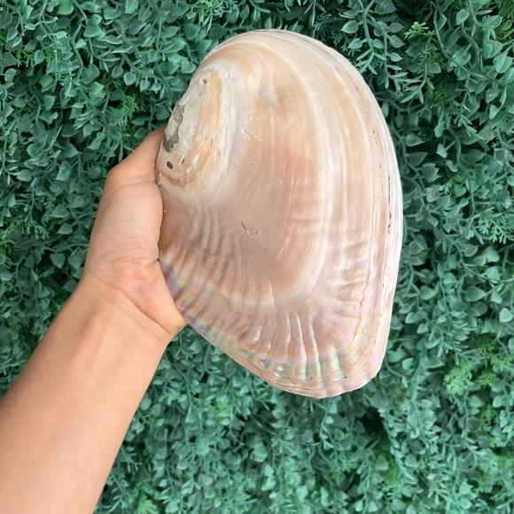 Concha do Mar Madre Pérola Cod 10