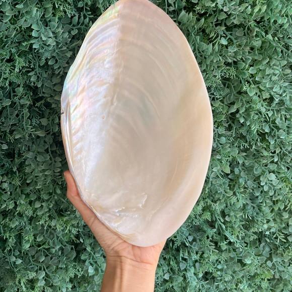 Concha do Mar Madre Pérola Gg Cod 08 27 cm