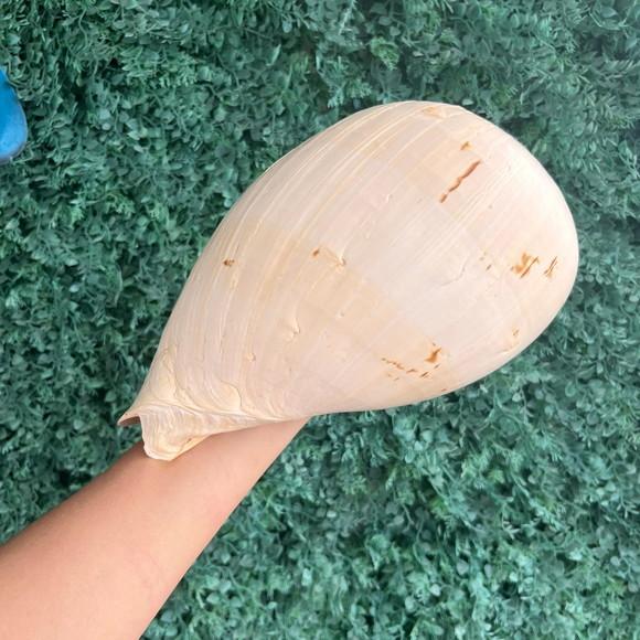 Concha do Mar Melo G 01