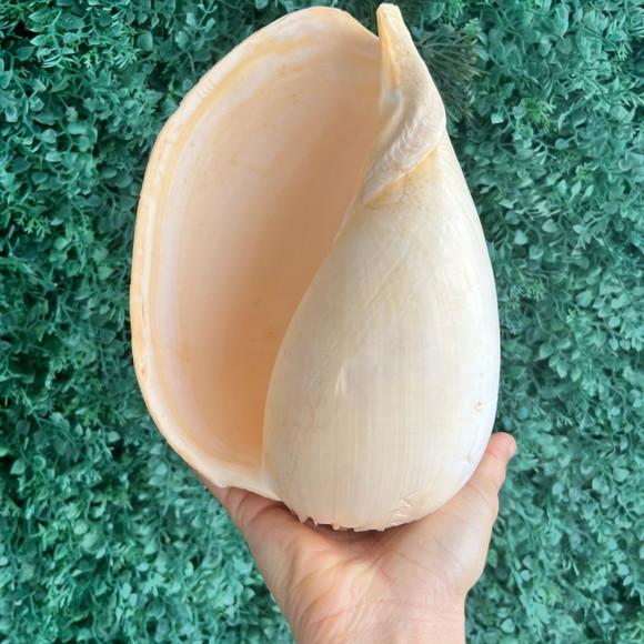 Concha do Mar Melo G 03