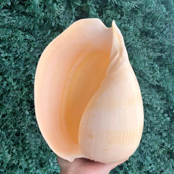 Concha do Mar Melo G 02