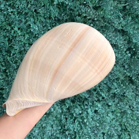 Concha do Mar Melo G 08