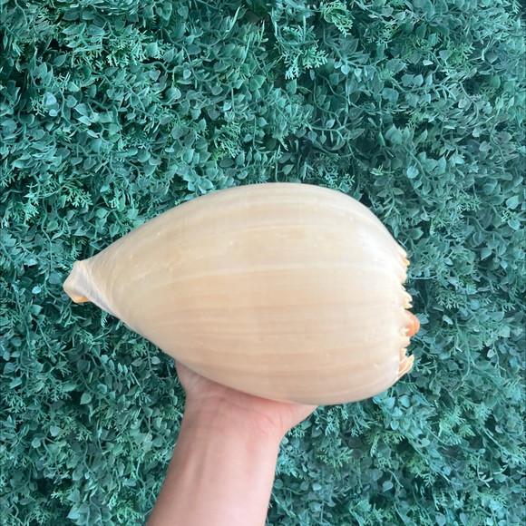 Concha do Mar Melo G 05