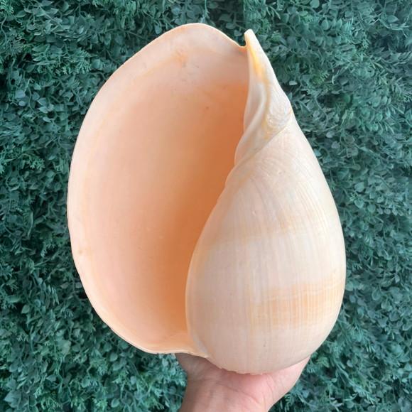 Concha do Mar Melo G 04