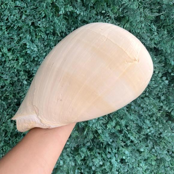 Concha do Mar Melo G 10