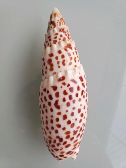 Concha do mar Mitra Papalis 07
