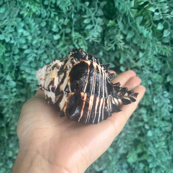 Concha do Mar Murex Black 01