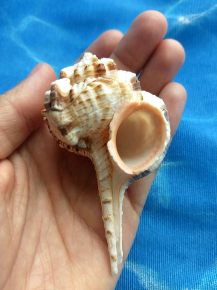 Concha do mar Murex Haustellum 15
