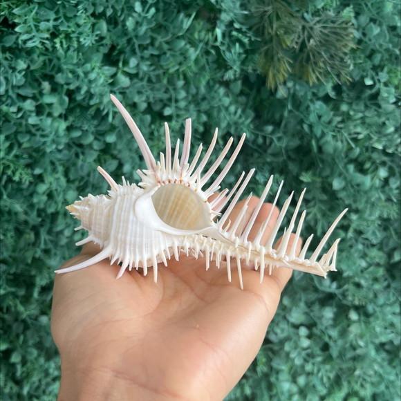 Concha do Mar Murex Venus 2