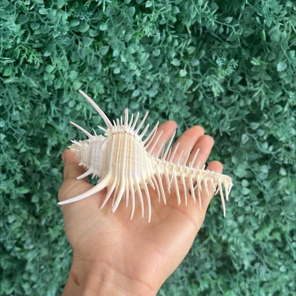 Concha do Mar Murex Venus 2