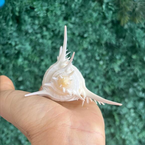 Concha do Mar Murex Venus 2