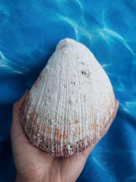 Concha do mar ostra G 30
