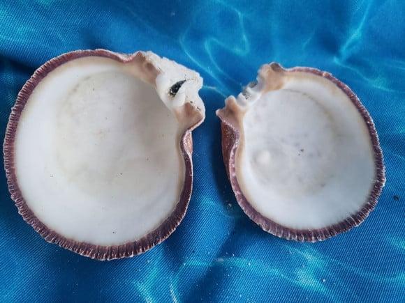 Concha do mar ostra G 30