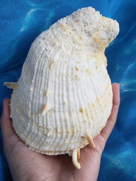 Concha do mar ostra GG 27