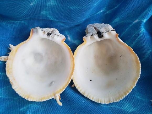 Concha do mar ostra GG 27