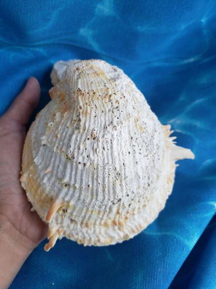 Concha do mar ostra GG 27