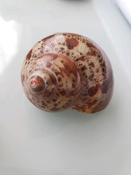 Concha do mar P 06 turbo