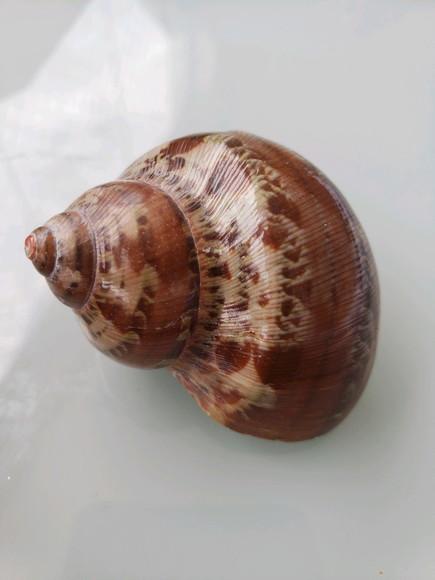 Concha do mar P 06 turbo