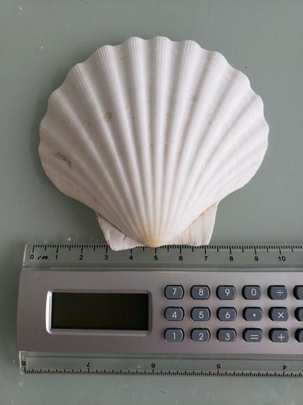 Concha do Mar shell