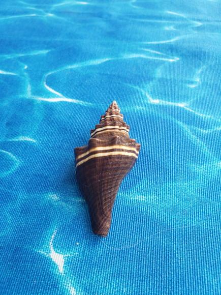 Concha do Mar Pugilina Morio Cod 45