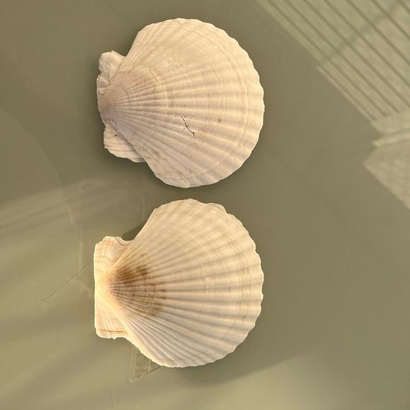 Concha do Mar Shell 2 Unidades Cod 01