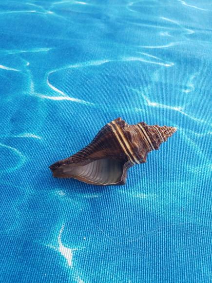Concha do Mar Pugilina Morio Cod 45
