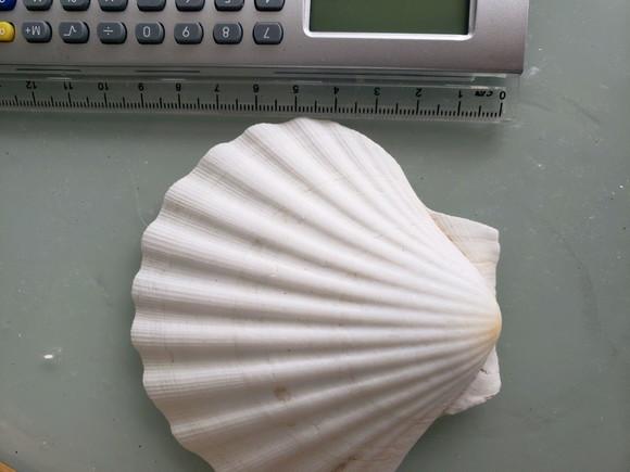 Concha do Mar shell