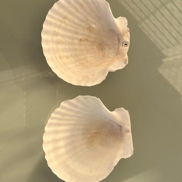 Concha do Mar Shell 2 Unidades Cod 01