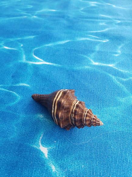 Concha do Mar Pugilina Morio Cod 45