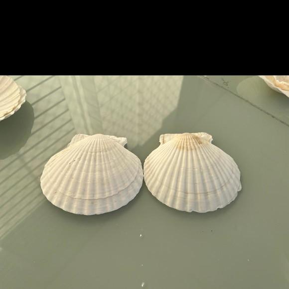 Concha do Mar Shell 2 Unidades Cod 01
