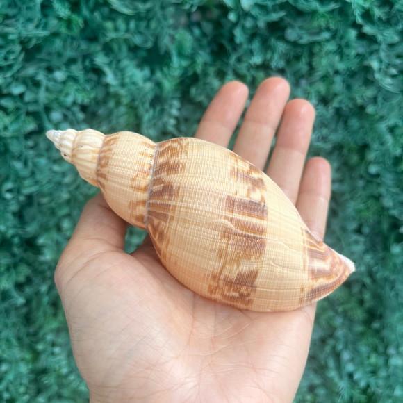 Concha do Mar Simulatrix Cod 8